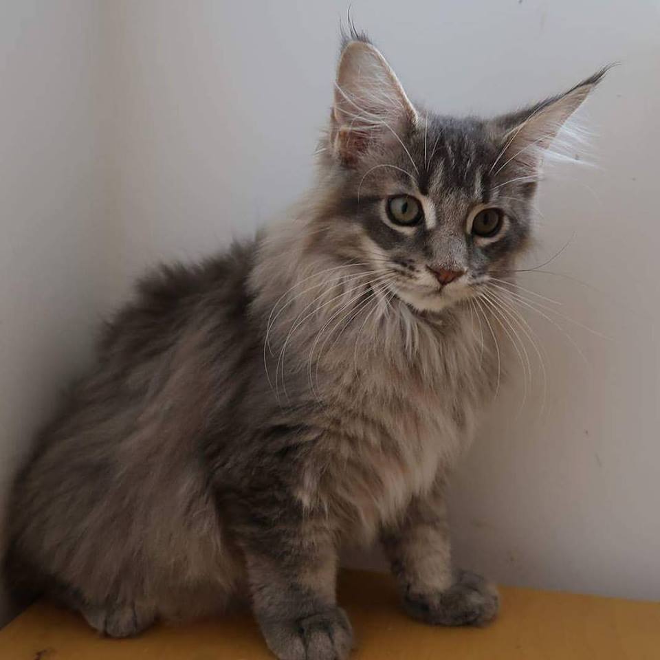 Florida Maine Coon Queens - Meet our Female Maine Coons at OptiCoons