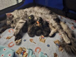 Maine Coon Cat picture from Florida Maine Coons by OptiCoons