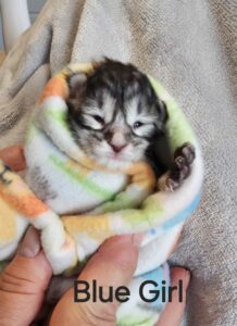 Maine Coon Cat picture from Florida Maine Coons by OptiCoons