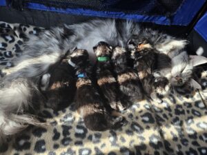 Maine Coon Cat picture from Florida Maine Coons by OptiCoons