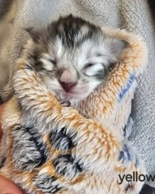 Maine Coon Cat picture from Florida Maine Coons by OptiCoons