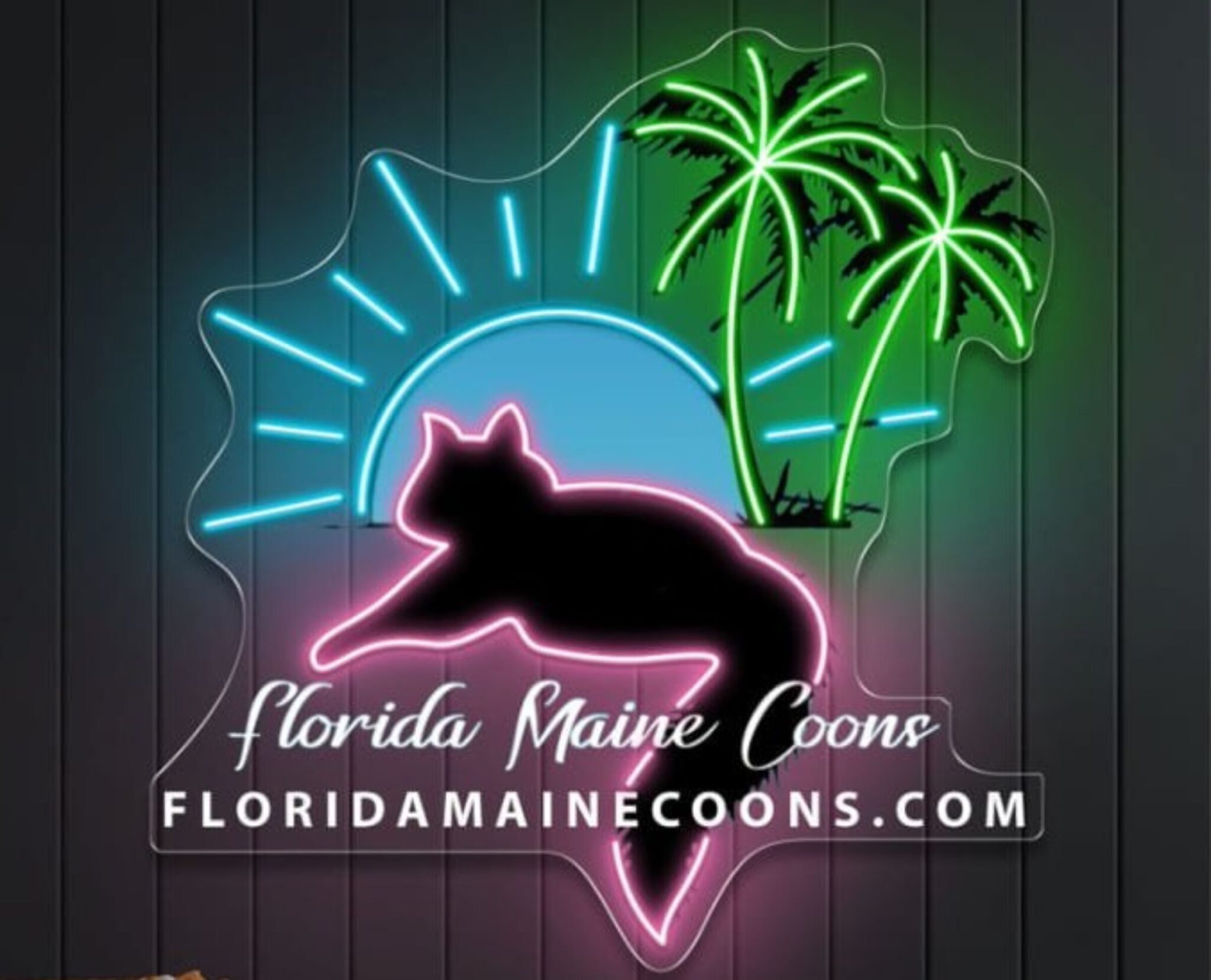 Neon Logo of FloridaMaineCoons.com